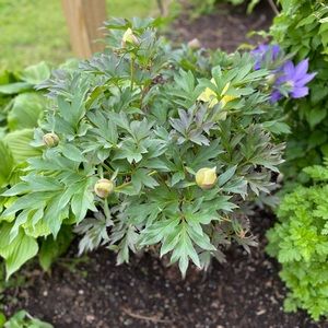 Meet your Posher, Ada